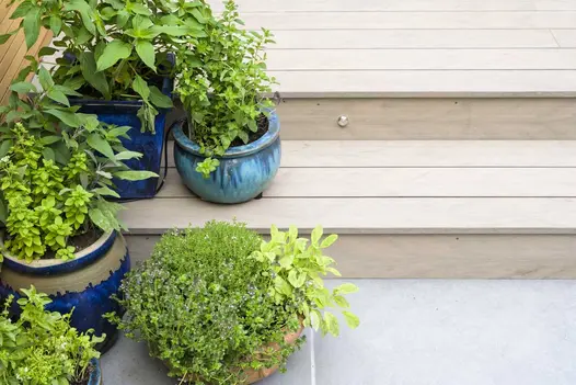 Planted glazed pots arranged on 2 steps of Traditional Designboard composite decking up from paving. Built by Acacia Gardens.
