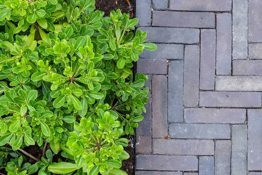 View from above of lime-green leaved shrub next to Ancona brick pavers laid in herringbone fashion by Acacia Gardens.