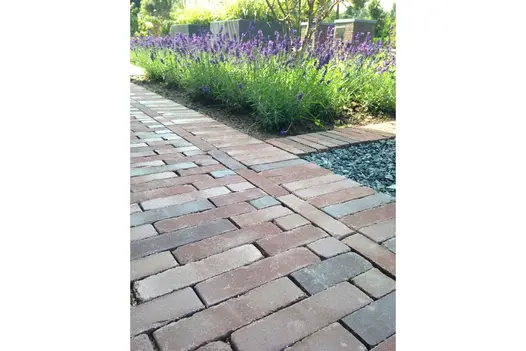 Path of Bergamo Dutch clay pavers with soldier course edge next to square-cornered bed of flowering lavender.