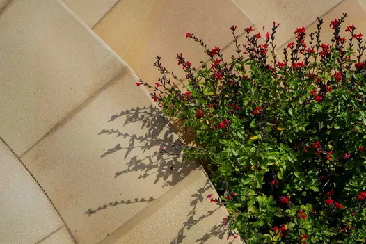 Close view of flowering shrub casting shadow onto curved steps laid with bespoke sawn buff sandstone bullnose steps.