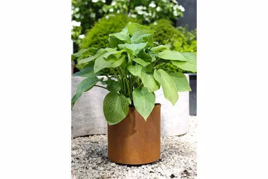 Small 300x300mm Corten Steel round rusted metal garden planter, filled with grasses and flowering plants, sitting on gravel.