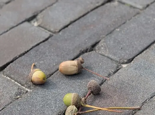 Close-up of acorns in their cups lying on Lugano clay pavers laid in stretcher bond pattern with sanded joints. 