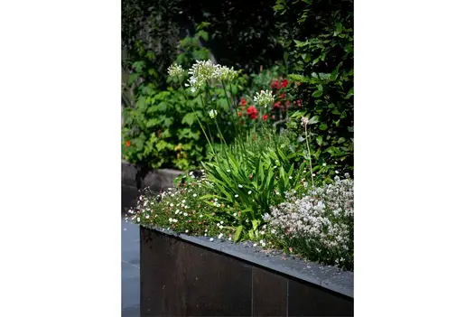 Steel Dark DesignClad porcelain external cladding faces raised bed filled with flowering plants. 
