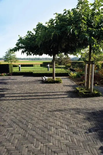 Large paved area of Lucca Dutch bricks with few across flat fields. Shadows cast by short trees onto paving.