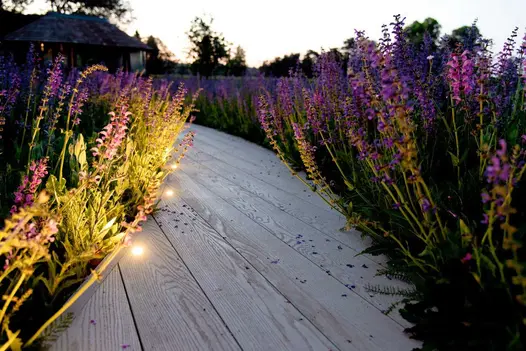 View at dusk of path of smoked oak millboard with garden lighting lining the decking, lavender growing either side.