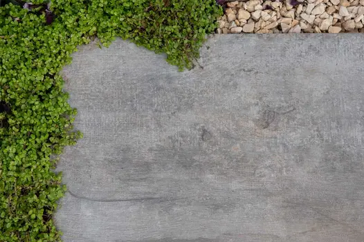 Grey Cinder Porcelain tile, seen from above. Low ground cover creeps over corner. Cream Gravel along top edge. Design by Llevelo.