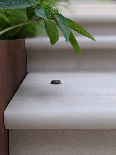  Small plant creeping out from corten steel planter on edge of Faro Porcelain 36mm Bullnose Step