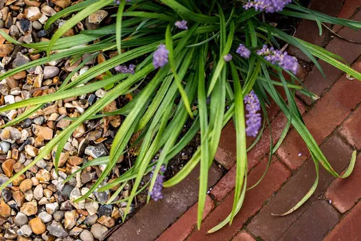 Close view of strap like leaves overflowing onto Winton clay pavers, some cut to allow a curved path. Built by Nordland Landscapes.