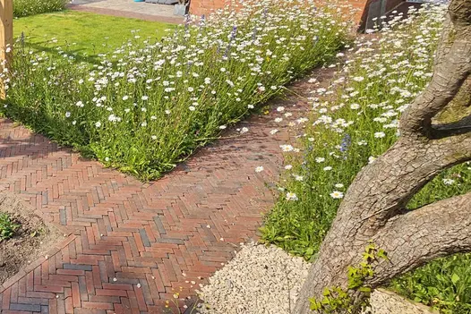 2 paths of Winton clay paving laid herringbone with single brick edge meet at corner of daisy-filled bed at edge of lawn.  